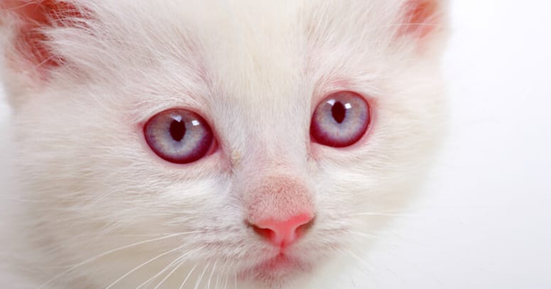 Cat Eye Colours All Eye Colours Explained cat-eye-colours-all-eye-colours-explained